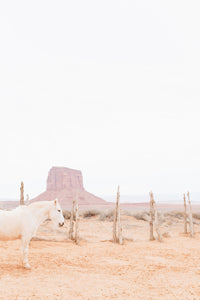 Desert Horse