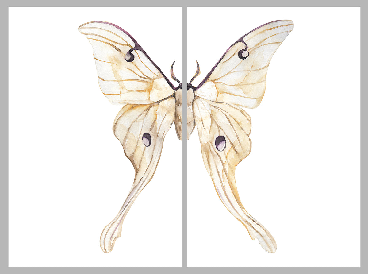 BUTTERFLY - butterfly 特注zlf AN Amazon.com : Butterfly Innershield Layer ZLF Blade - ZL