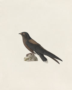 A Black Bird
