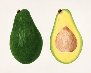 Avocado Watercolor