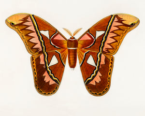 Aztec Butterfly