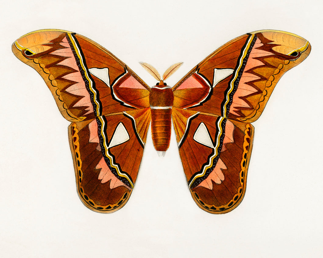 Aztec Butterfly