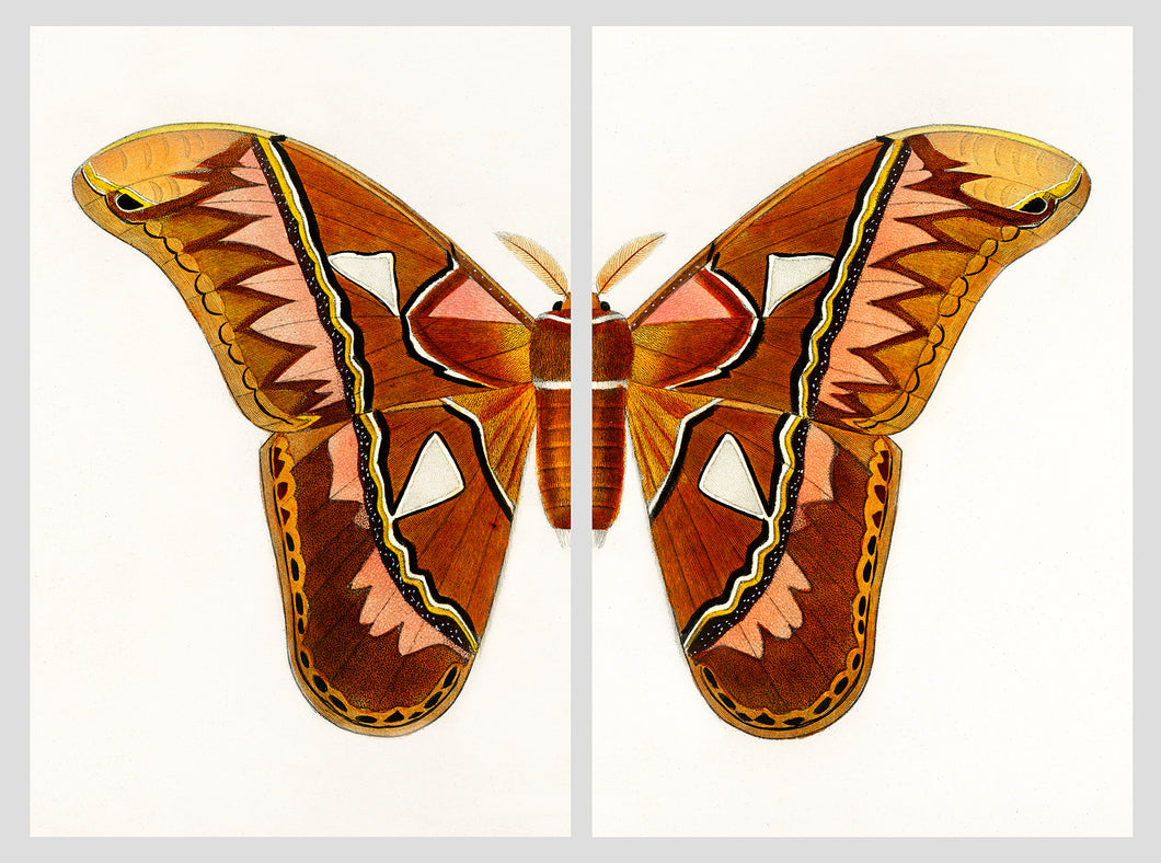 Aztec Butterfly Split