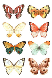Copy of Butterfly Family on White