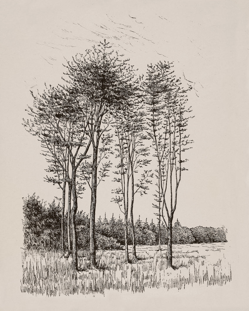 Eight Trees Sketch