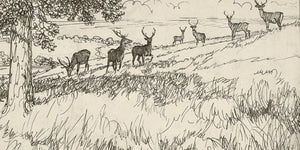 Herd of Deer Sketch