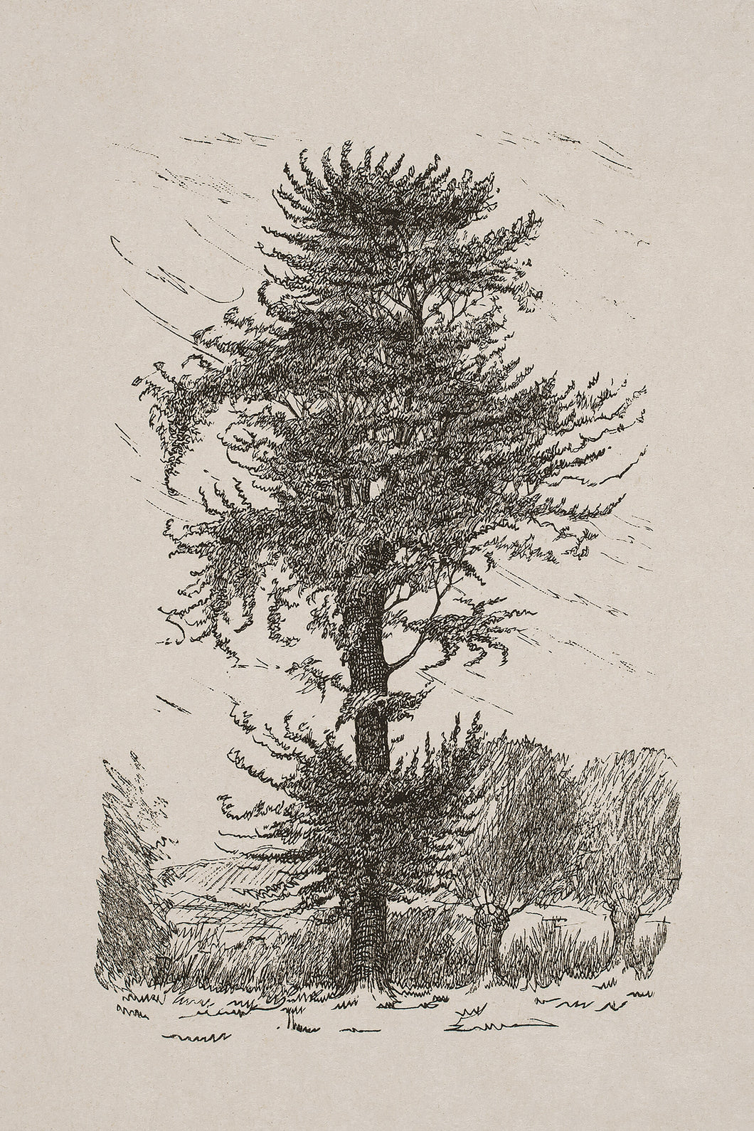 Hickory Tree Sketch