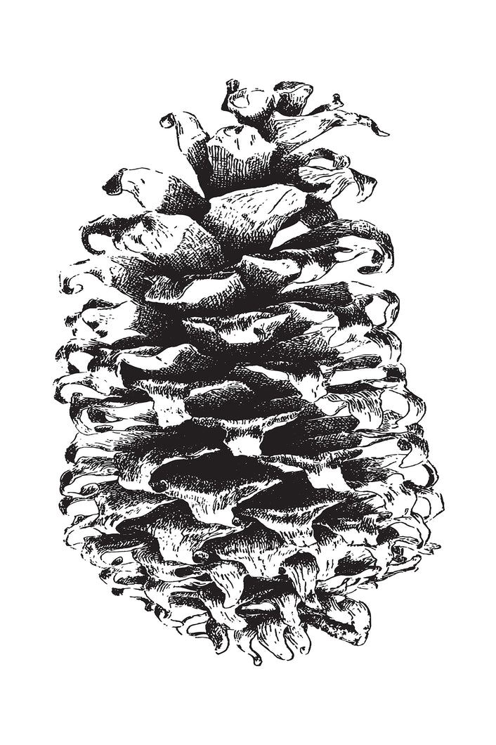 Large Pinecone