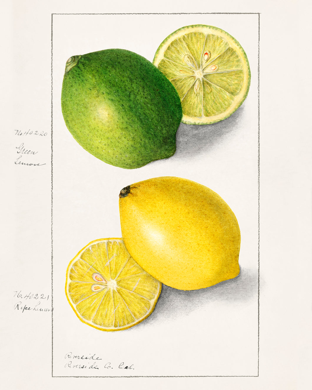Lemon and Lime Watercolor