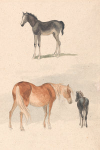 Mare and Foal Study