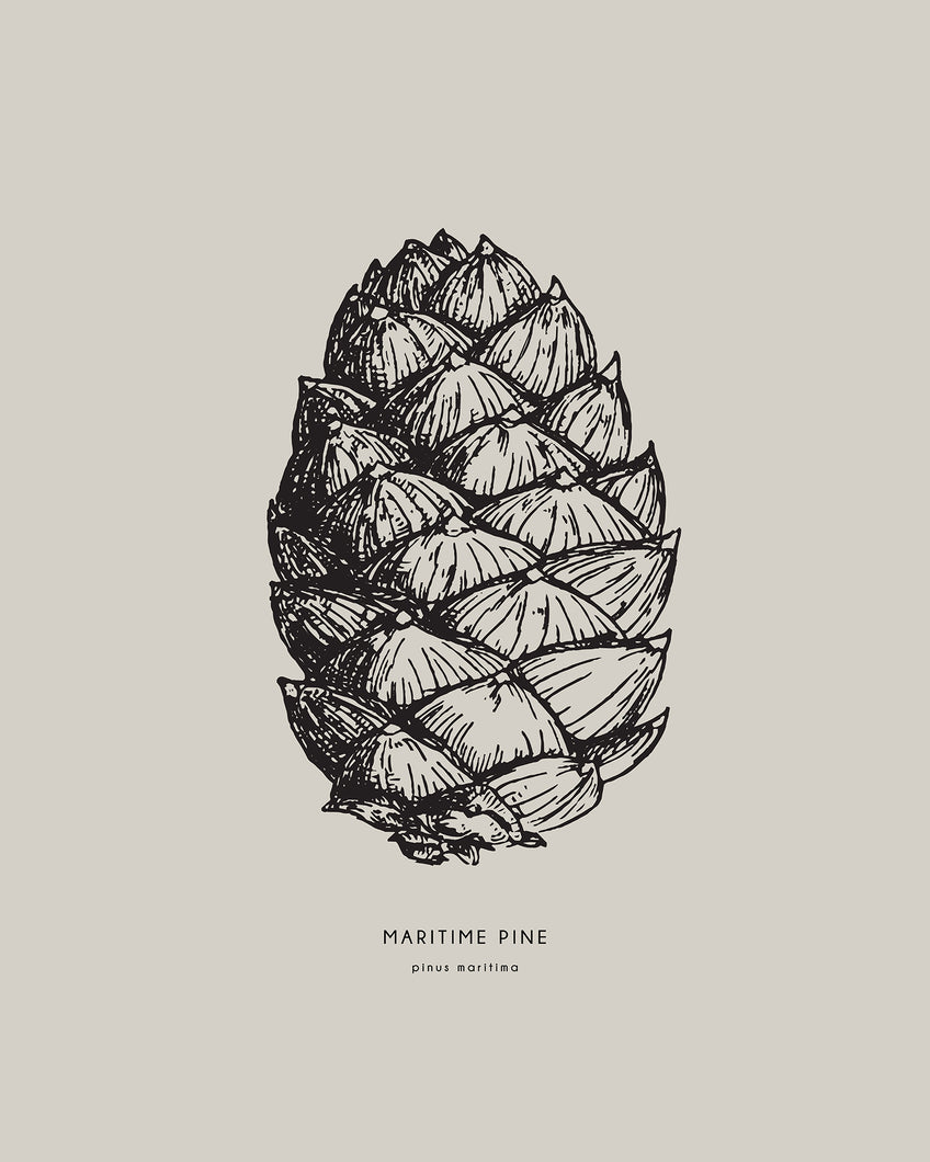 Maritime Pine