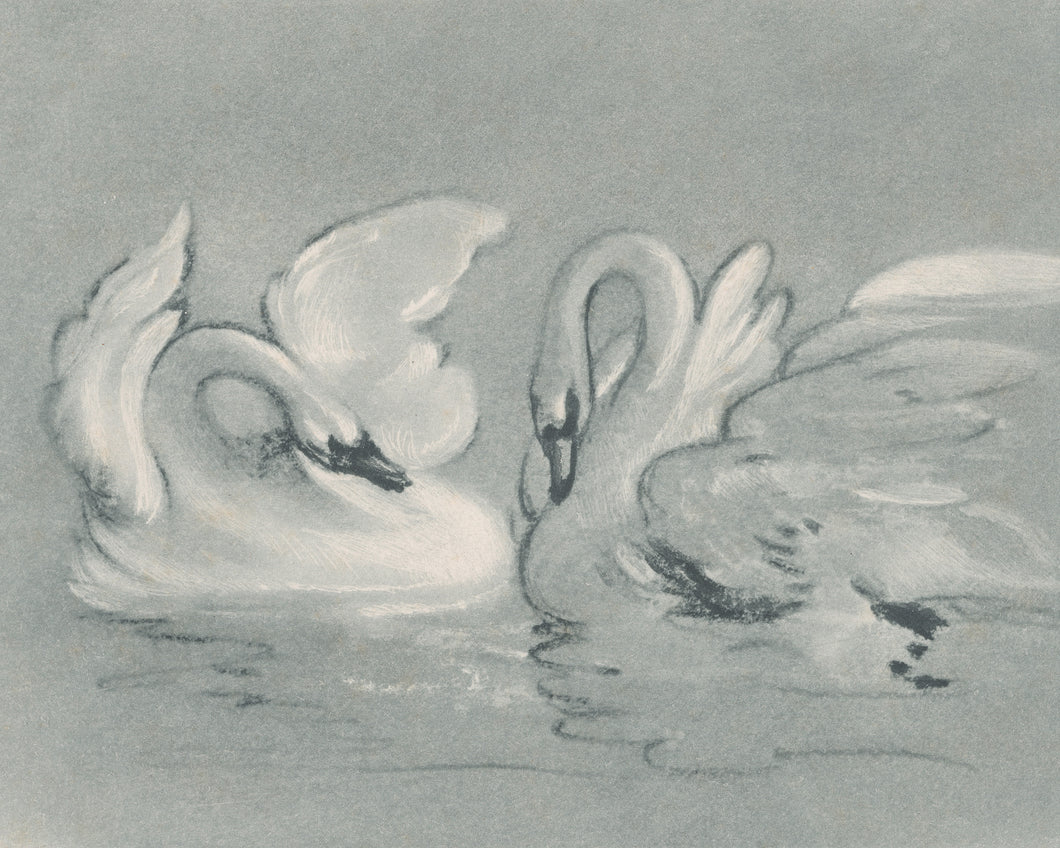 Pair of Swans