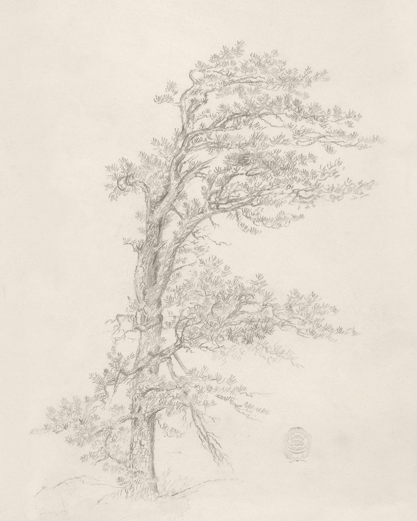 Pine Tree Sketch