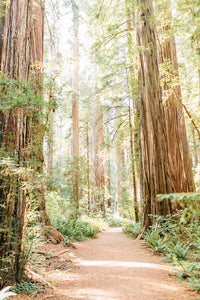 Redwoods Path