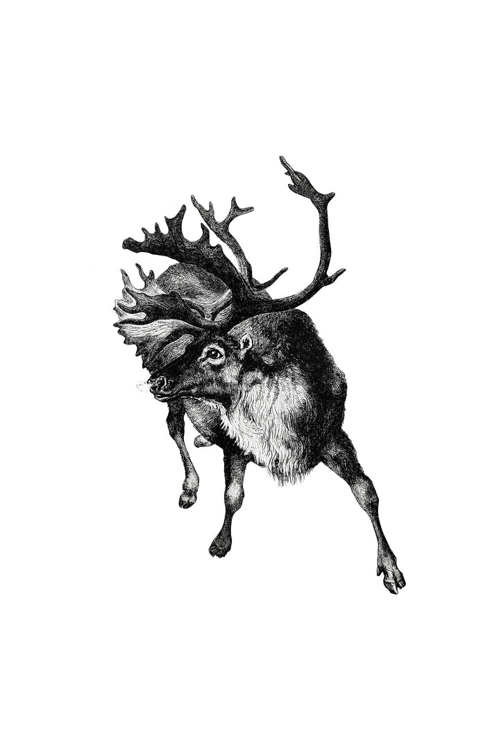 Reindeer Sketch