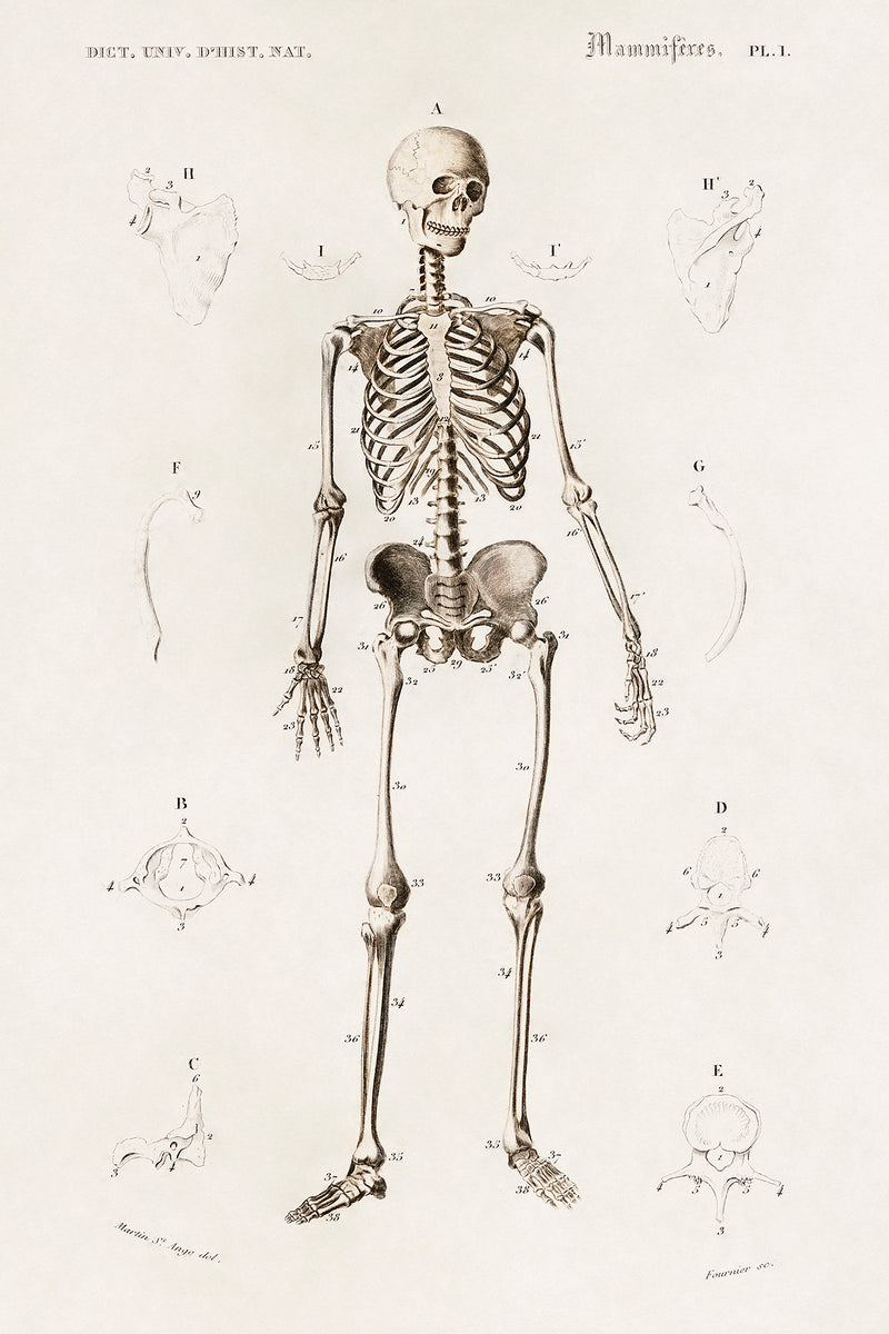 Skeleton Diagram – BFF PRINT SHOP