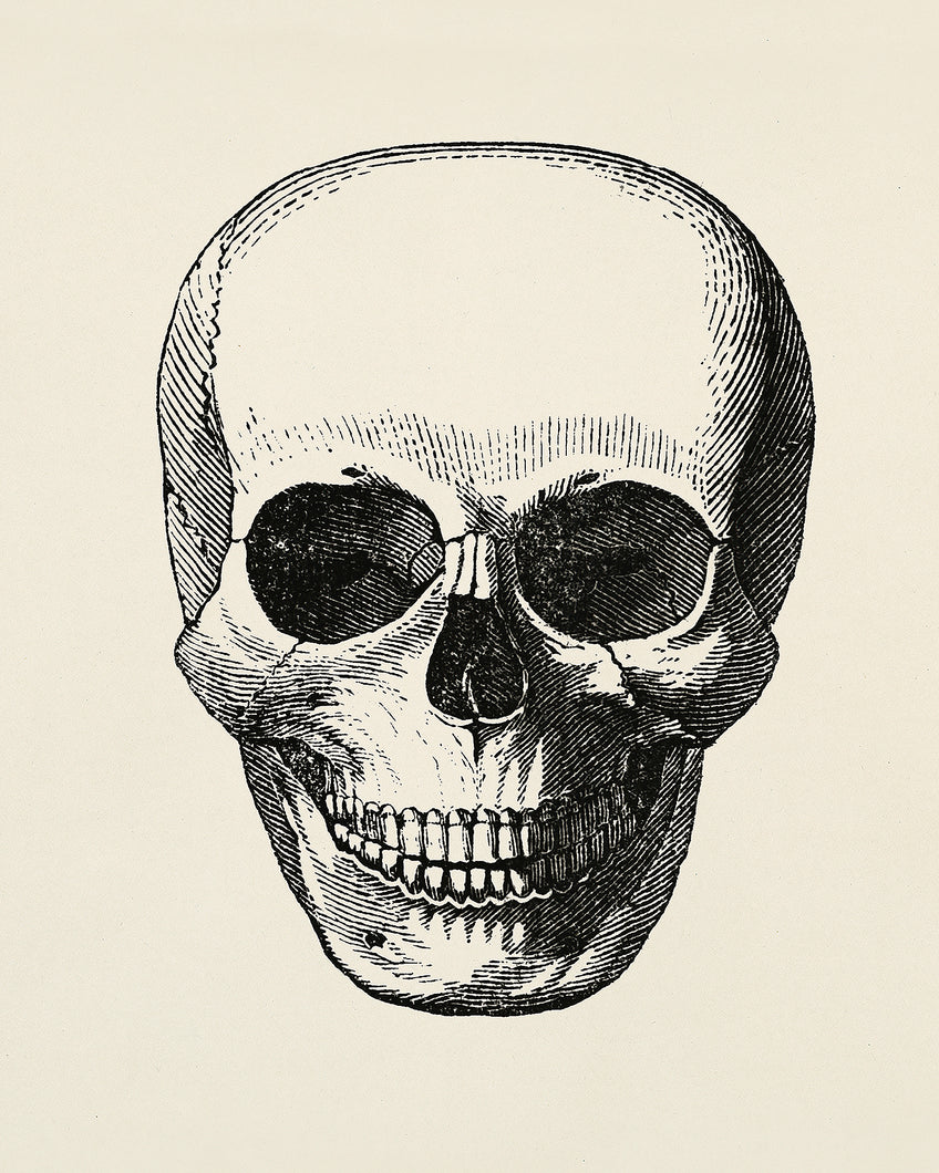 Skull