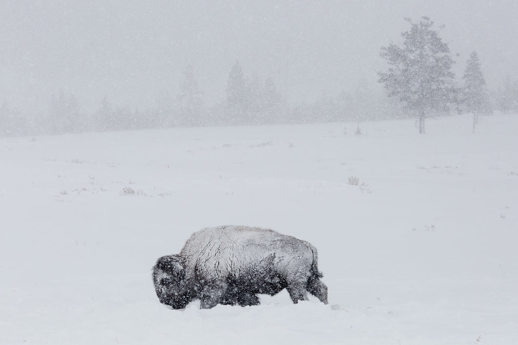 Snowy Bison