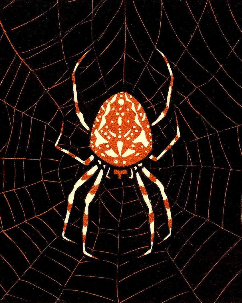 Spider