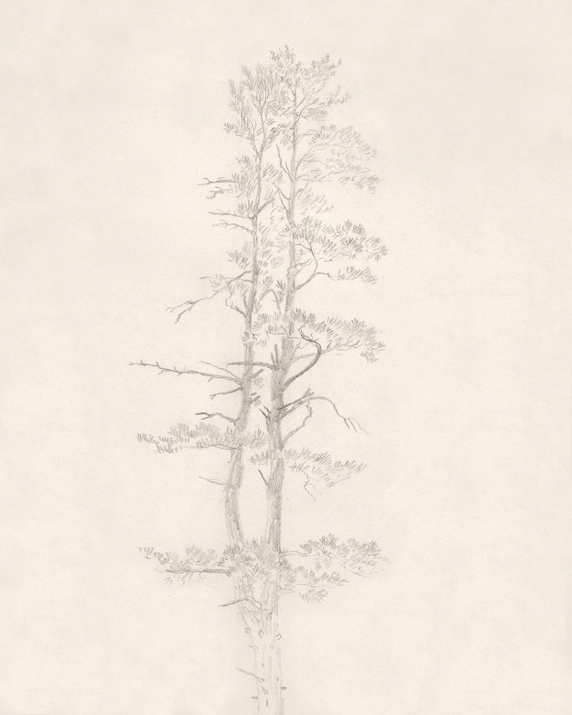 Pine tree vintage drawn sketch Royalty Free Vector Image