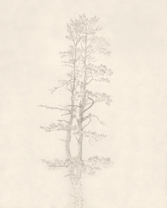 Split Pine Sketch