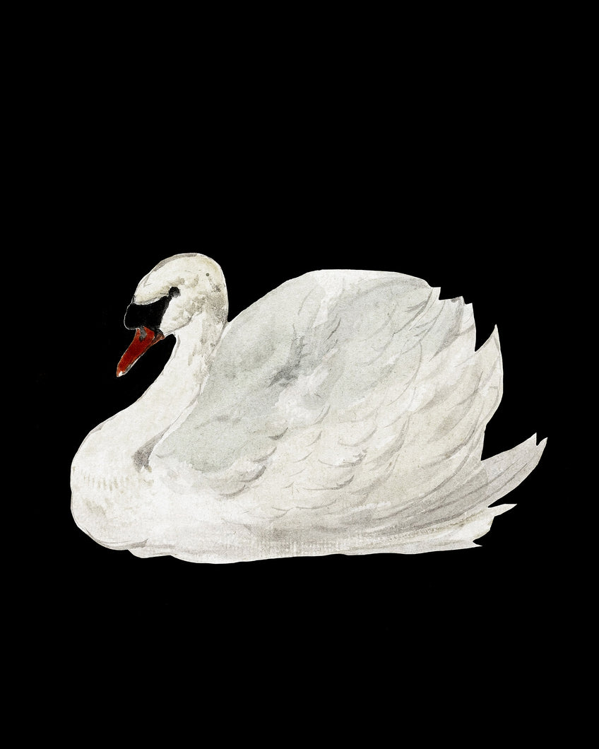 Swan on Black