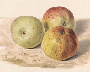 Watercolor Apples