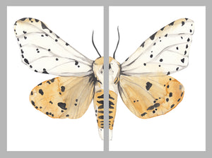Butterfly Split